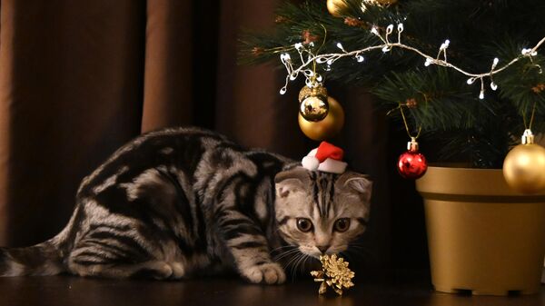Кот возле елки. Архивное фото - Sputnik Кыргызстан