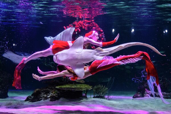 Рождествого арналган Сеулдагы Aqua Planet 63 аквариумундагы суу алдындагы шоу (Түштүк Корея) - Sputnik Кыргызстан