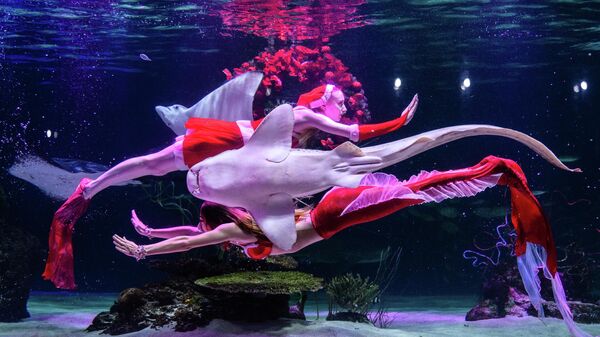Рождествого арналган Сеулдагы Aqua Planet 63 аквариумундагы суу алдындагы шоу - Sputnik Кыргызстан