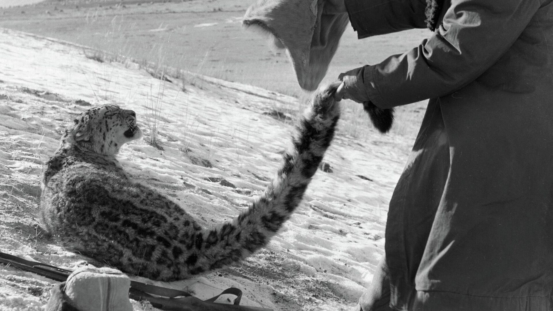Охотник набрасывает мешок на барса, попавшего в капкан. Архивное фото - Sputnik Кыргызстан, 1920, 18.03.2023