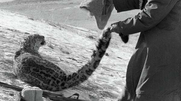 Охотник набрасывает мешок на барса, попавшего в капкан. Архивное фото - Sputnik Кыргызстан