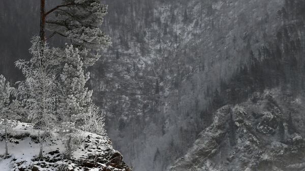 Покрытые снегом и инеем деревья. Архивное фото - Sputnik Кыргызстан