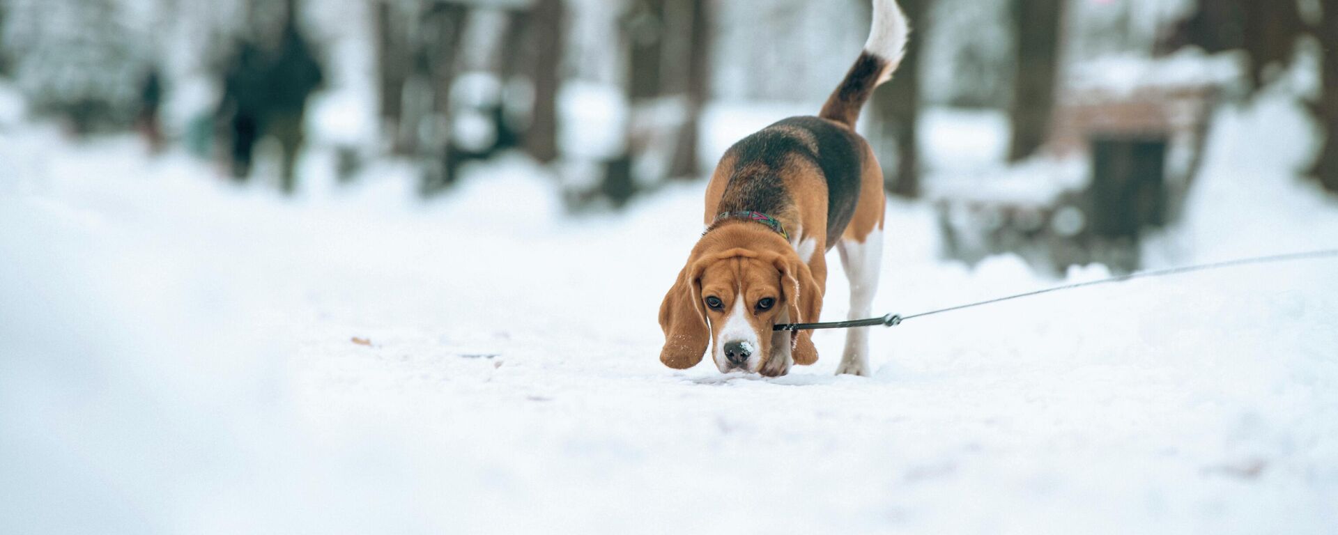 Обильный снегопад в начале 2023 года в Бишкеке - Sputnik Кыргызстан, 1920, 15.12.2025