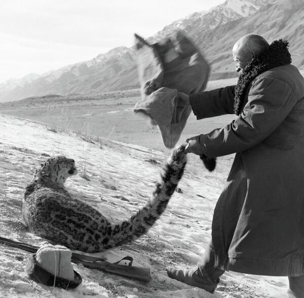 Темир капканга түшүп калган ак илбирсти кармоого аракет кылган мергенчи. 1966-жыл - Sputnik Кыргызстан