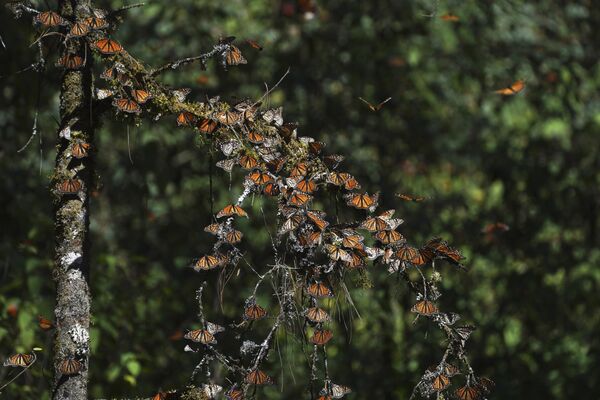 Бабочки-монархи в заповеднике Пьедра-Эррада в Мексике - Sputnik Кыргызстан