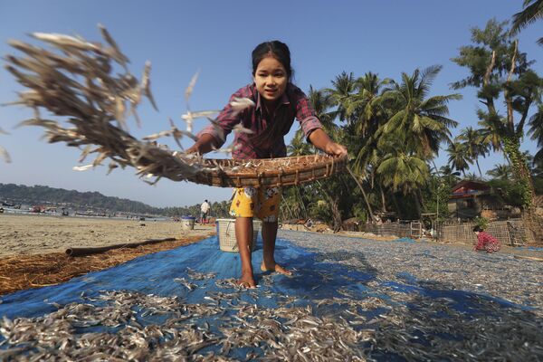 Девочка раскладывает рыбу для сушки на пляже Нгапали (Мьянма) - Sputnik Кыргызстан