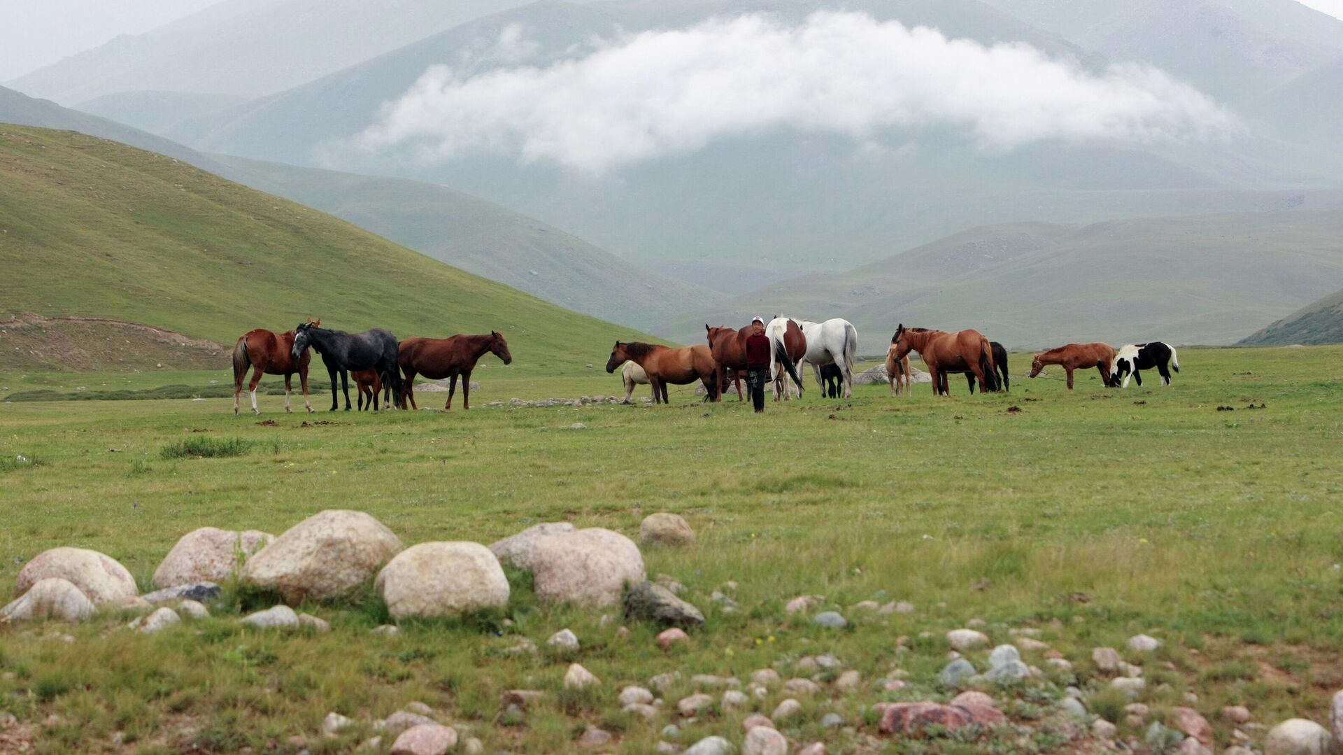 Лошади на пастбище. Архивное фото - Sputnik Кыргызстан, 1920, 09.01.2023