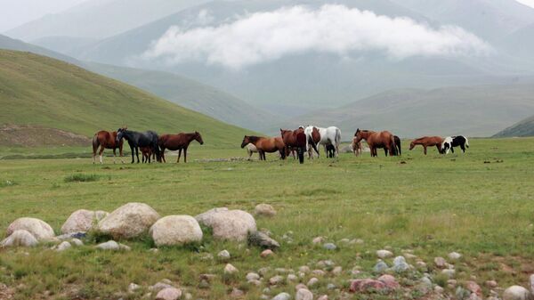 Лошади на пастбище. Архивное фото - Sputnik Кыргызстан