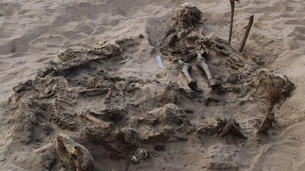Захоронение восьмилетнего ребенка и 142 собак, обнаруженное во время раскопок в некрополе Фаюмского оазиса в Египте - Sputnik Кыргызстан