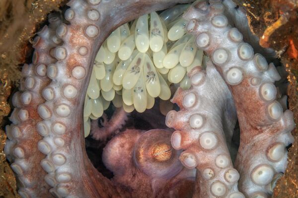 Самка рифового осьминога охраняет отложенные яйца - Sputnik Кыргызстан