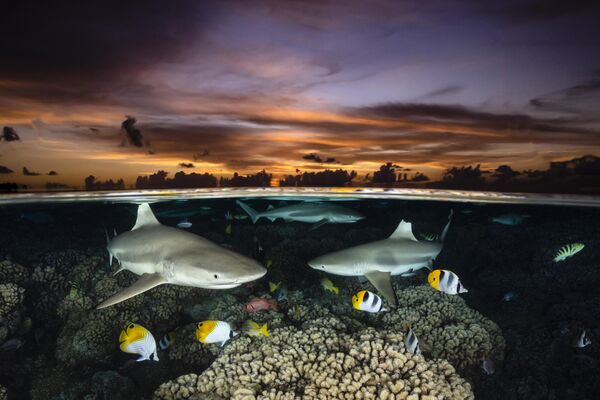Акулы во французской Полинезии - Sputnik Кыргызстан