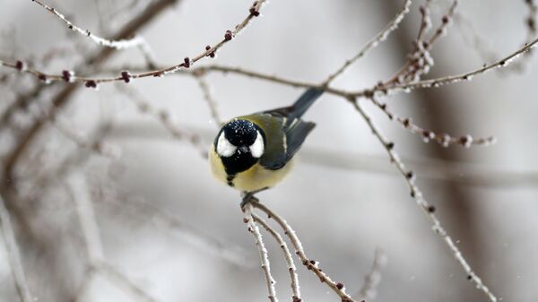 Птица сидит на ветке дерева зимой. Архивное фото  - Sputnik Кыргызстан