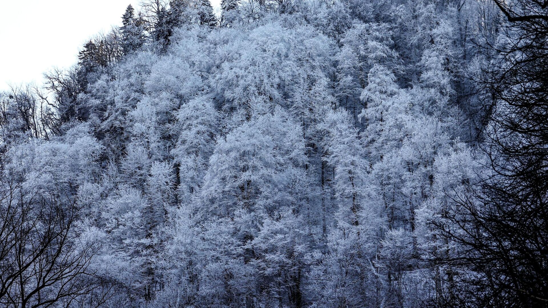 Снег на деревьях в ущелье - Sputnik Кыргызстан, 1920, 15.02.2023