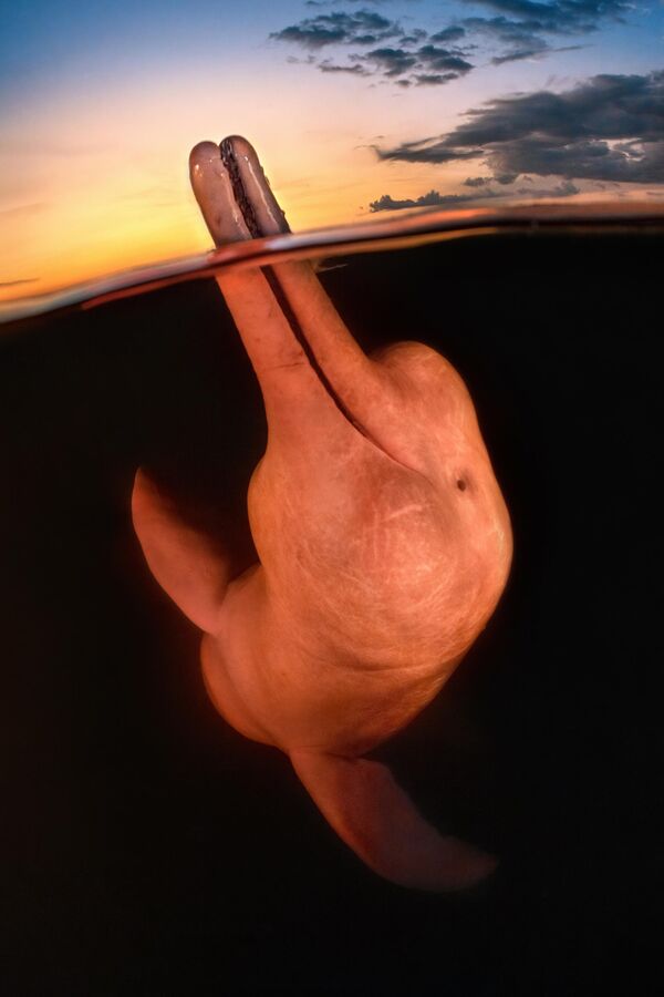 Кэт Чжоу из США признали главным победителем конкурса за фотографию амазонского дельфина - Sputnik Кыргызстан