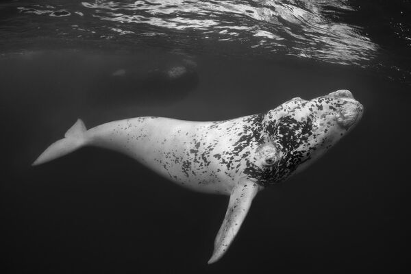 Лучшим в категории &quot;Черно-белое&quot; назван снимок малыша кита, сделанный австралийцем Доном Силкоком - Sputnik Кыргызстан