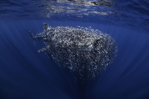 Снимок Олли Кларка победил в категории &quot;Британия&quot;. На фото мелкая рыба плавает вокруг китовой акулы, используя ее в качестве защиты. - Sputnik Кыргызстан