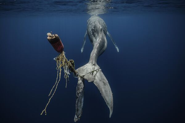 Работа испанца Альваро Эрреро стала лучшей в категории &quot;Спасем наши моря&quot;. На фото горбатый кит медленно и мучительно умирает, запутавшись хвостом в веревках. - Sputnik Кыргызстан
