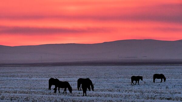 Лошади пасутся на заснеженном поле. Архивное фото - Sputnik Кыргызстан