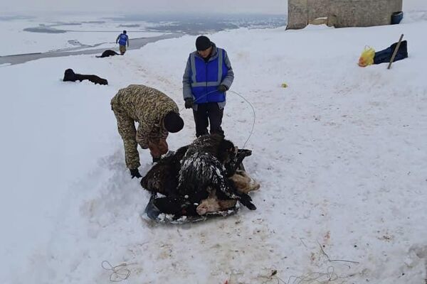 В Джалал-Абадской области 80 овец погибли после обрушения крыши под тяжестью снега - Sputnik Кыргызстан