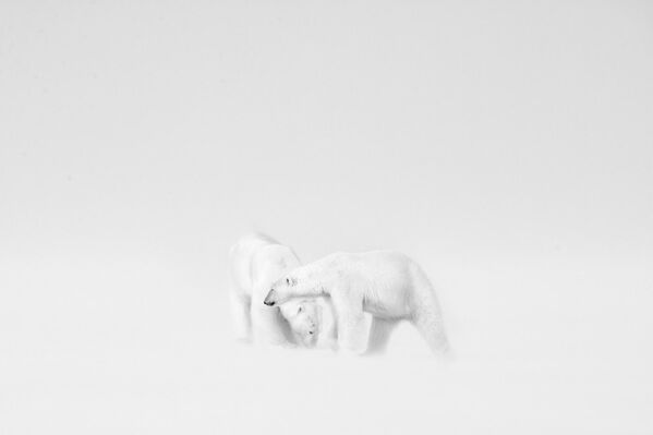 Израильтянин Руа Галица победил в категории &quot;Искусство монохрома&quot;. Он снял белых медведей на Шпицбергене (Норвегия). - Sputnik Кыргызстан