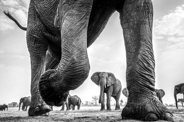Американец Дан Аллен занял второе место в категории &quot;Искусство монохрома&quot;. Он сфотографировал стадо африканских слонов в национальном парке Хванге (Зимбабве).  - Sputnik Кыргызстан
