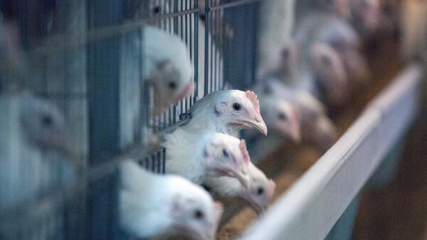 Молодые курицы на птицефабрике. Архивное фото - Sputnik Кыргызстан