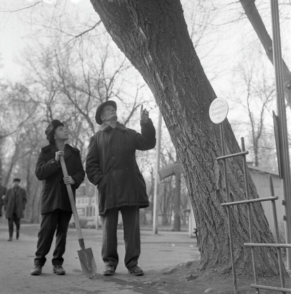 Фрунзе шаарын жазында көрктөндүрүүгө аракет кылган тургундар. 1968-жыл. - Sputnik Кыргызстан