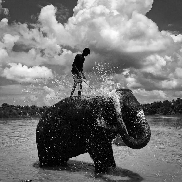 &quot;Моющийся слон&quot; фотографа Шуолонга Ма признан лучшим в категории &quot;Черно-белое фото&quot;  - Sputnik Кыргызстан