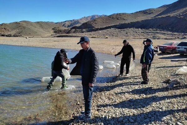 В Орто-Токойское водохранилище выпущен миллион мальков сиги-лудоги, - Sputnik Кыргызстан