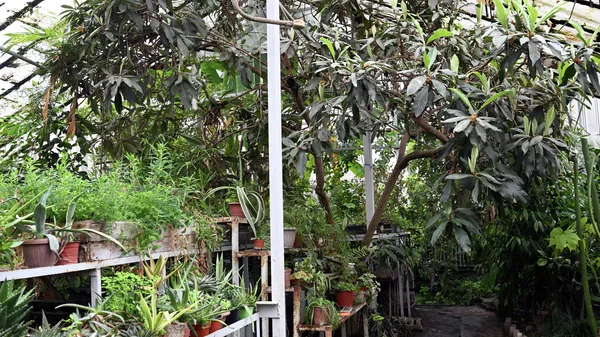 Бишкектеги Ботаникалык бак - Sputnik Кыргызстан