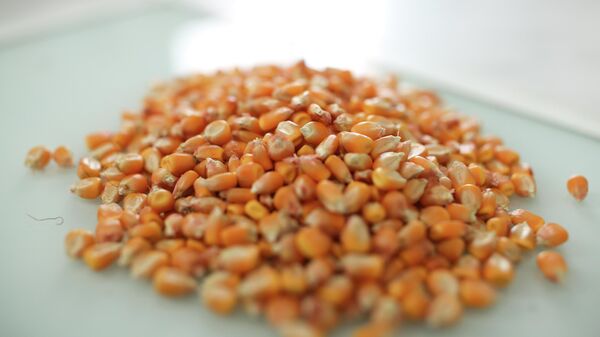 Зерна семенной кукурузы. Архивное фото - Sputnik Кыргызстан
