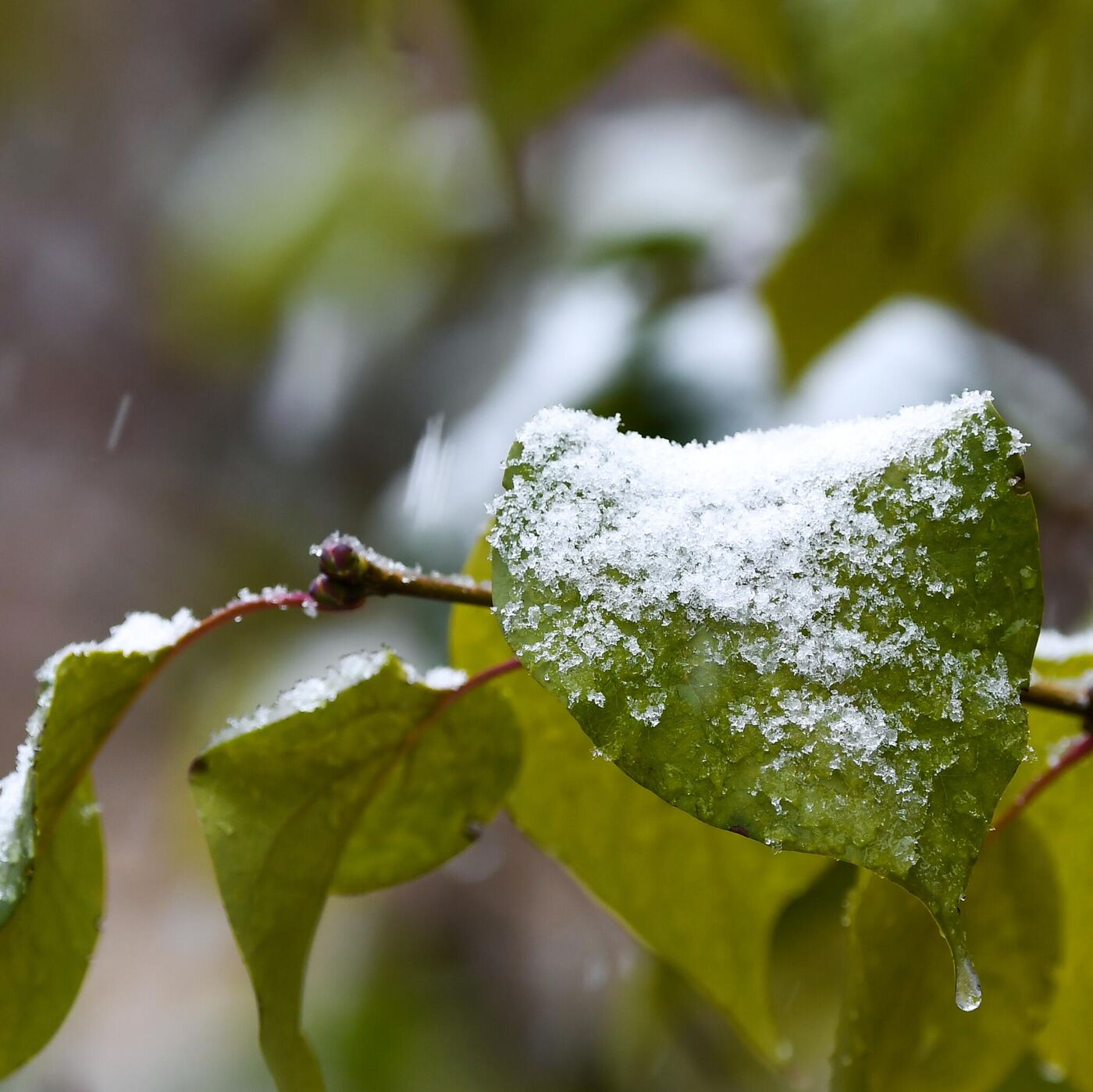 Ресей аруымен онлайн үйдегі порно