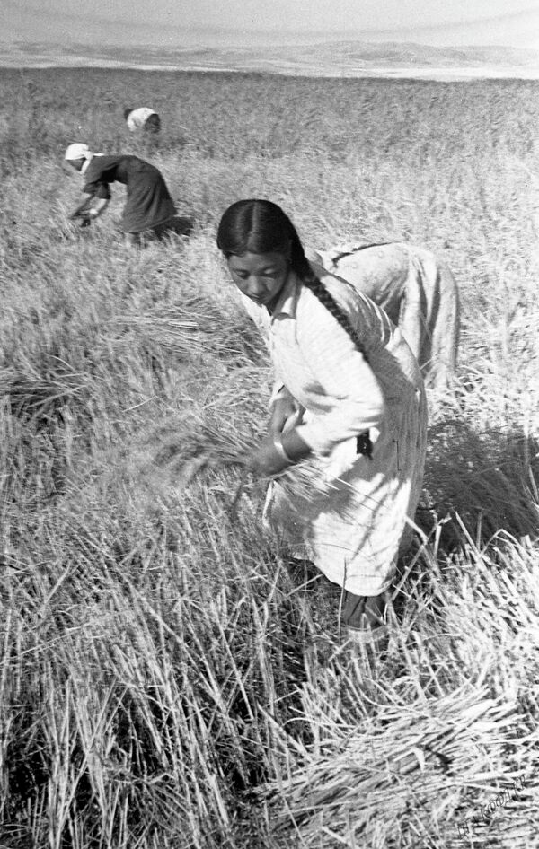 Сбор урожая риса для фронта. Фрунзенская область, 1943 - Sputnik Кыргызстан