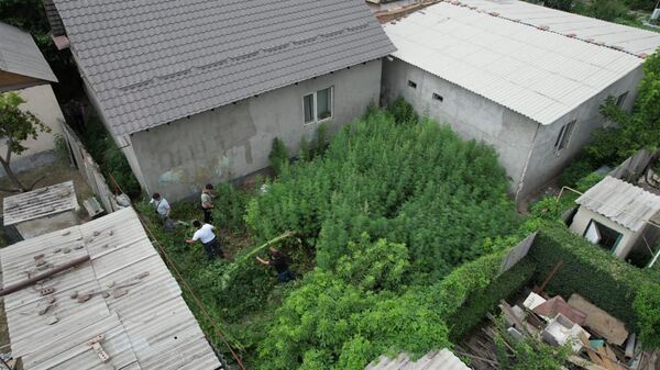 Бишкек тургунунун короосундагы кара куурай плантациясынын асмандан көрүнүшү - Sputnik Кыргызстан