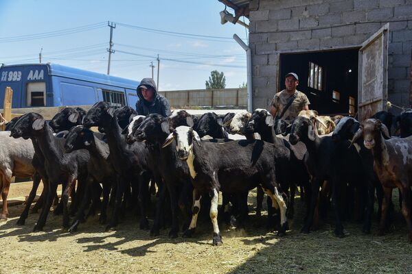 Люди на скотном рынке в Бишкеке гонят овец в преддверии Курман айта - Sputnik Кыргызстан