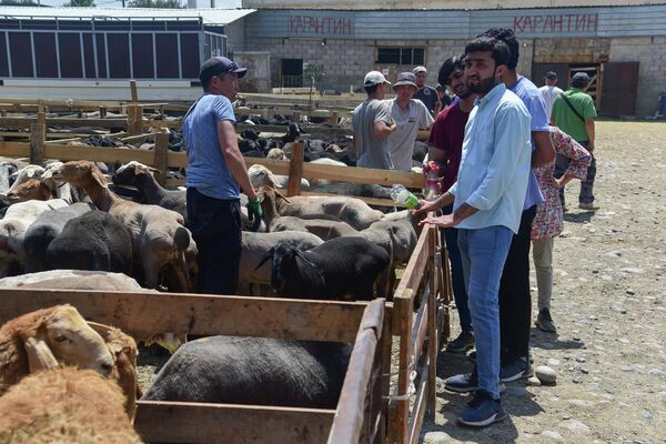 Иностранцы на скотном рынке в Бишкеке выбирают овец в преддверии Курман айта - Sputnik Кыргызстан