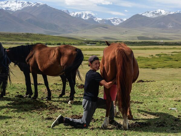 Парень доит кобылу на стойбище в Суусамырской долине - Sputnik Кыргызстан