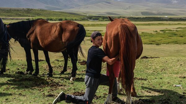 Парень доит кобылу на жайлоо в Суусамырской долине. Архивное фото - Sputnik Кыргызстан