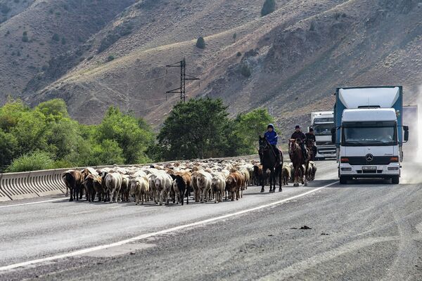 Перегон скота в Сусамырскую долину по трассе Бишкек — Ош  - Sputnik Кыргызстан