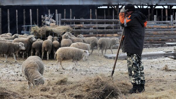 Фермер кормит овец сеном. Архивное фото - Sputnik Кыргызстан