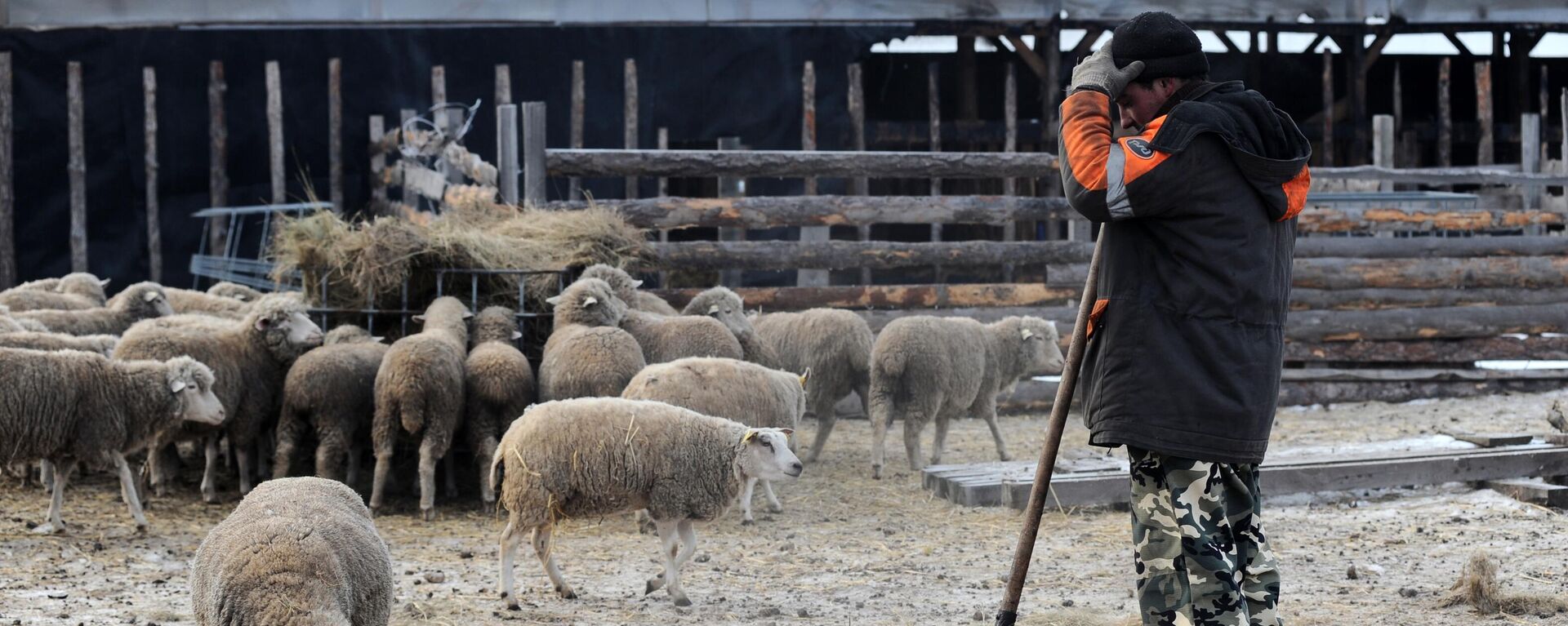 Фермер кормит овец сеном. Архивное фото - Sputnik Кыргызстан, 1920, 25.09.2023