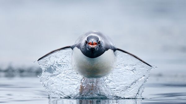 Снимок фотографа Craig Parry, занявшего второе место в категории Ocean Wildlife Photographer of the Year конкурса Ocean Photographer of the Year 2023 - Sputnik Кыргызстан