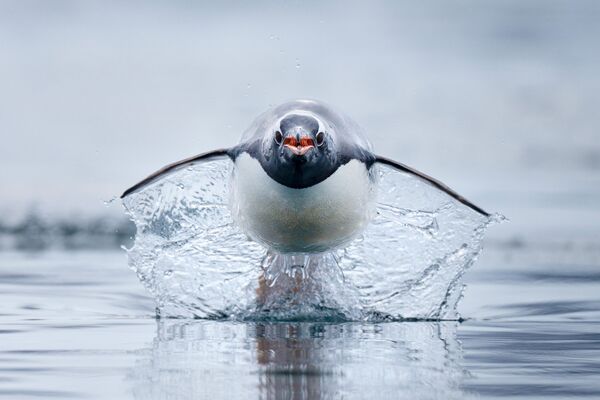 Самые быстрые в мире пингвины — генту - Sputnik Кыргызстан