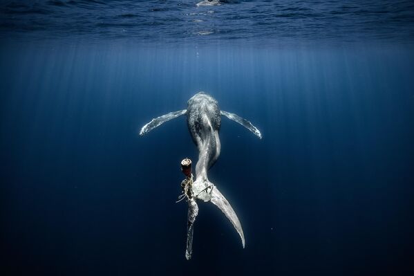 Горбатый кит, обреченный на мучительную смерть - Sputnik Кыргызстан