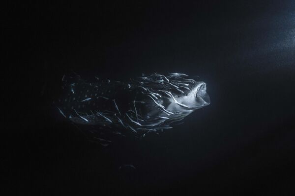 Акула со своей &quot;свитой&quot; плывет на свет фонаря - Sputnik Кыргызстан