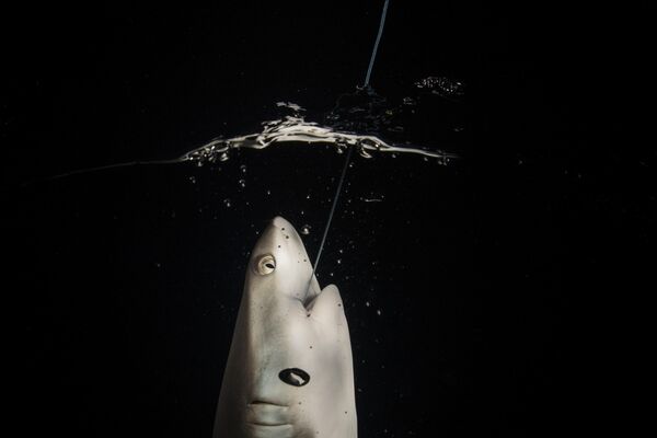 Серая рифовая акула попалась на крючок рыбака - Sputnik Кыргызстан