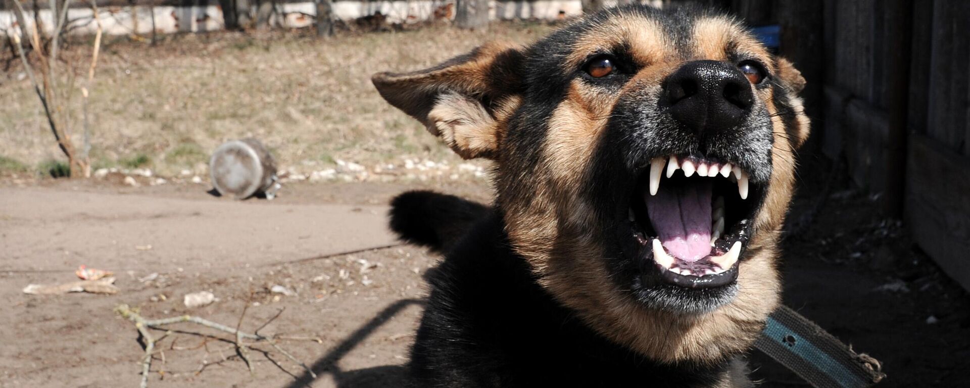 Собака лает. Архивное фото - Sputnik Кыргызстан, 1920, 23.10.2025