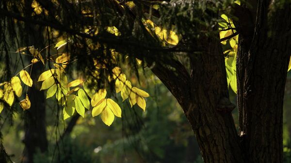 Желтые осенние листья - Sputnik Кыргызстан