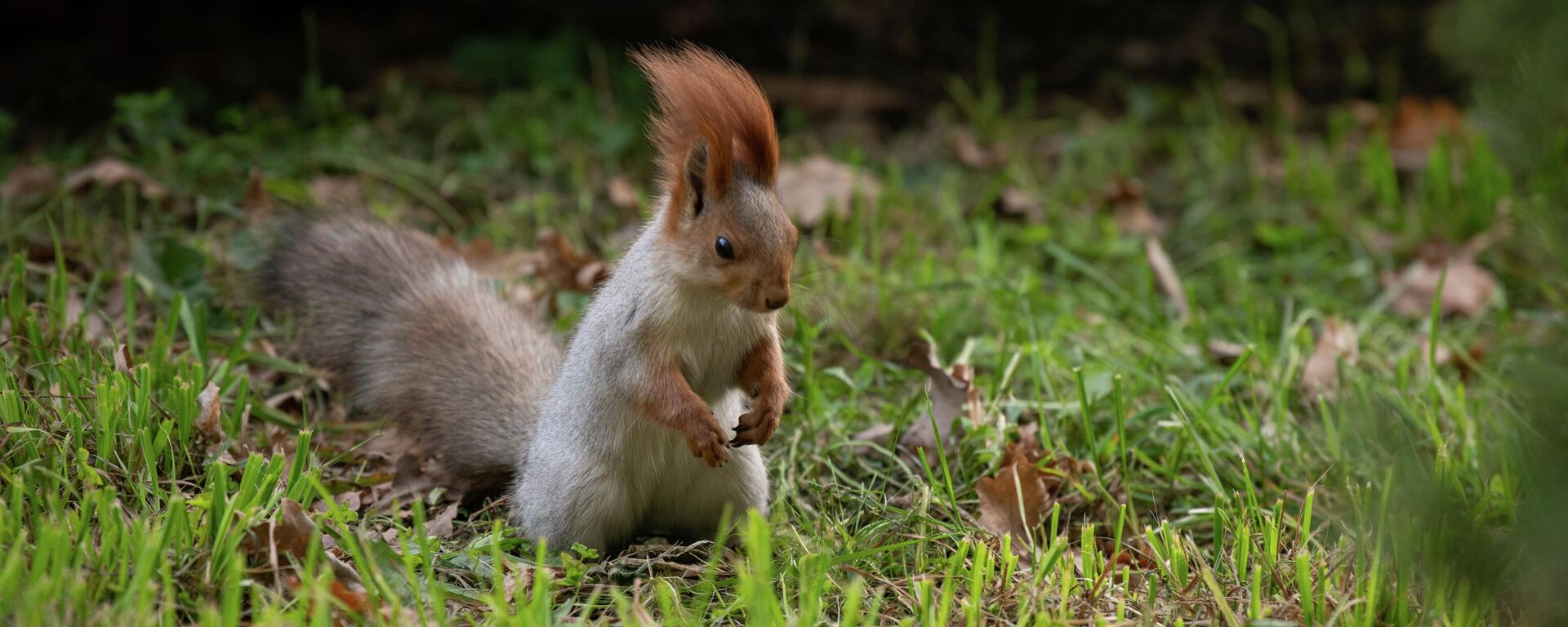 Белка в парке им. Ч. Айтматова в Бишкеке. Архивное фото - Sputnik Кыргызстан, 1920, 27.08.2025