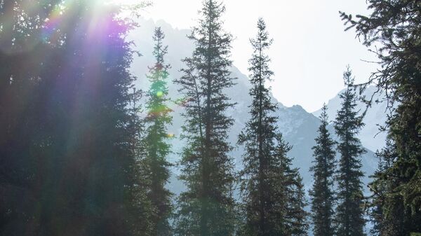 Осень в парке Ала-Арча - Sputnik Кыргызстан